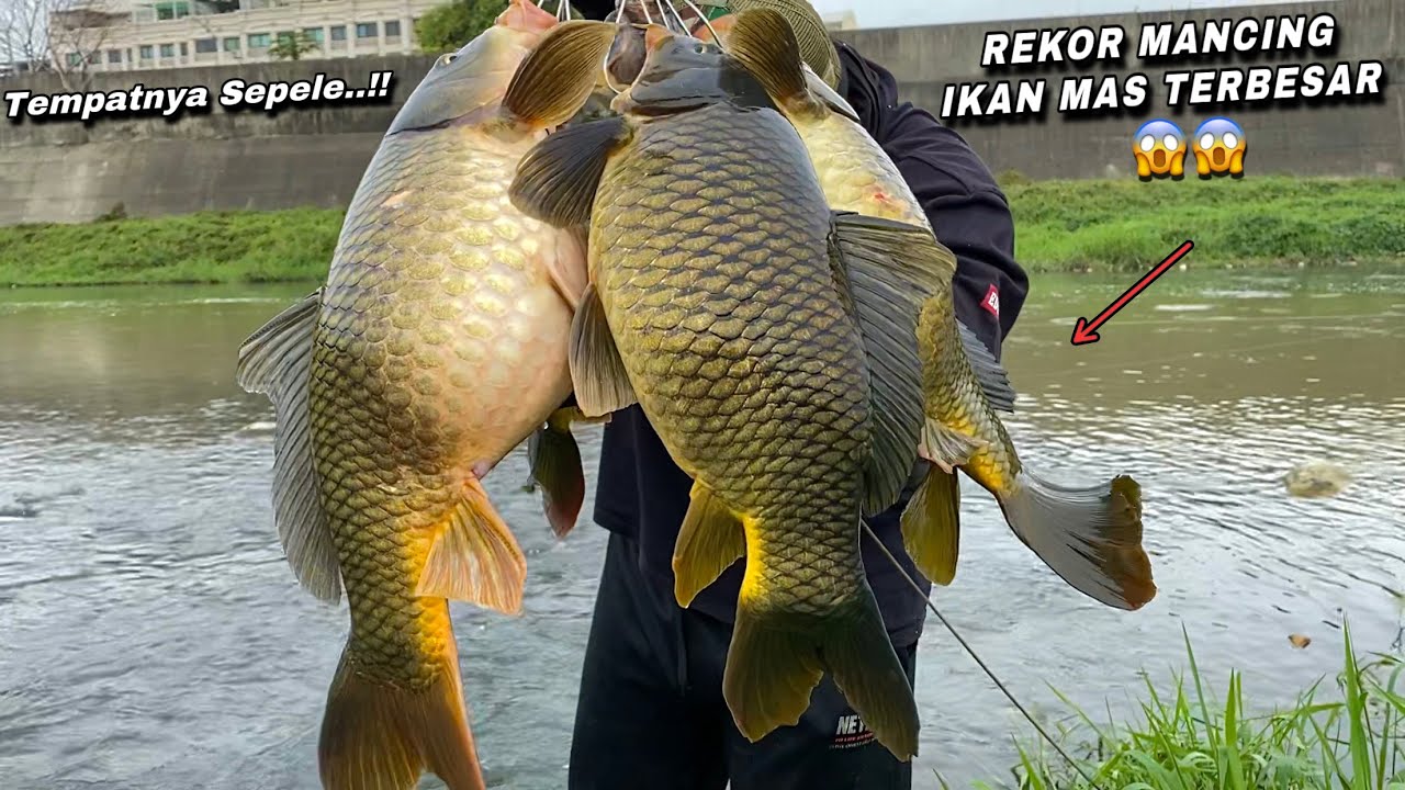 Tip dan trik mancing ikan mas